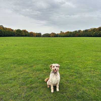 Hundetreffen-Gassi- Spielrunde im Stadtpark-Bild