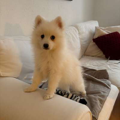 Hundetreffen-Welpentreff-Bild