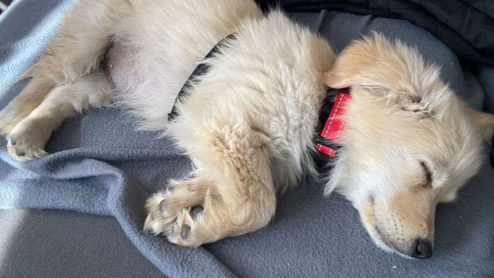 Auslandstierschutz-Beitrag-Bild