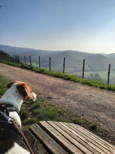 Fotochallenge No. 26                                     Wald und Wiese-Beitrag-Bild