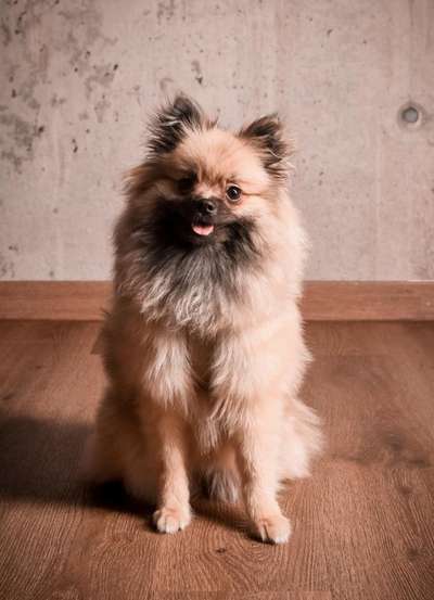 Dogorama Photo Challenge - Portrait-Beitrag-Bild