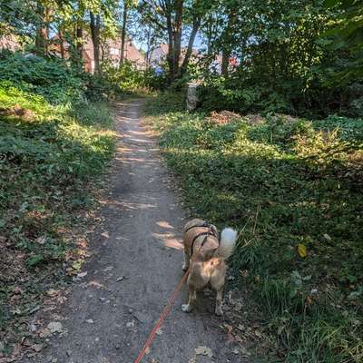 Hundetreffen-Suchen Spazier-/Trainingspartner 💜-Bild