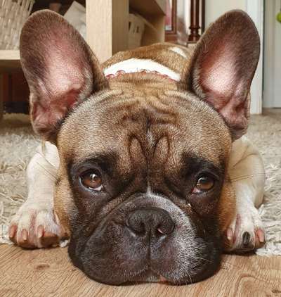 CHALLENGE NR. 19 - Der Hundeblick-Beitrag-Bild