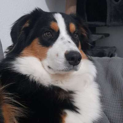 Hundetreffen-Spielpartner gesucht-Bild