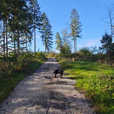 Hundetreffen-Suche regelmäßige Sozialkontakte-Bild