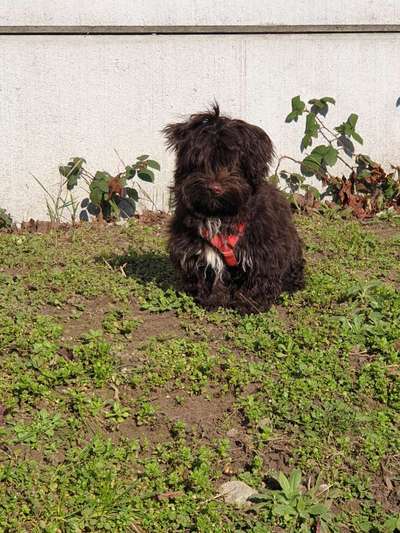 Wie heißt dein Hund?-Beitrag-Bild