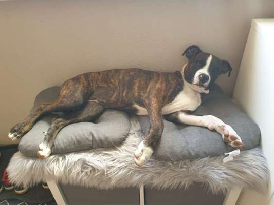 Mischlinge raten - Rätselspaß-Beitrag-Bild