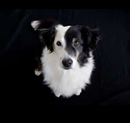 Die Dogorama Kalender Challenge Titelbild-Beitrag-Bild