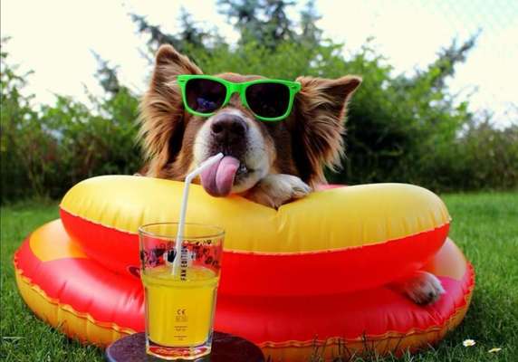 Die Dogorama Kalender Challenge Titelbild-Beitrag-Bild