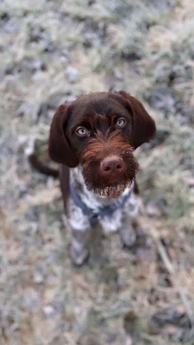 Sind hier Deutsch Kurzhaar/ Jagdhunde?-Beitrag-Bild