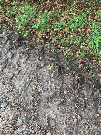 Giftköder-Evt Giftköder Kaltbrunn 78476 Allensbach-Bild