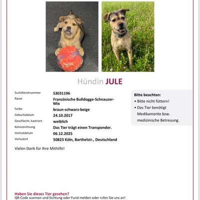 Suchmeldung-Jule-Bild