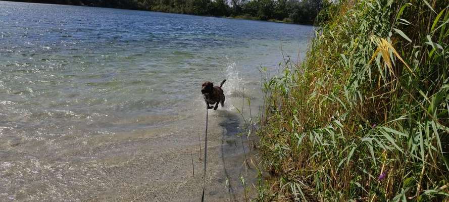 Challenge Nr. 16         Dynamik - Dein Hund in Bewegung-Beitrag-Bild