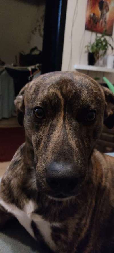 CHALLENGE NR. 19 - Der Hundeblick-Beitrag-Bild