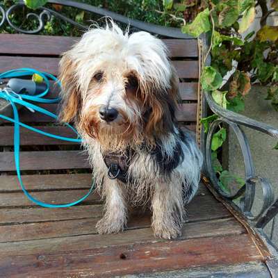 Die lustige Welt der Hunde-Mimik :)-Beitrag-Bild