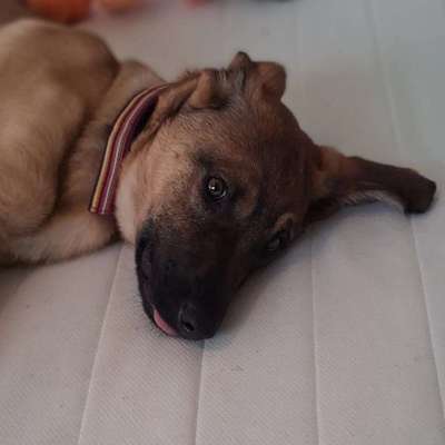 Hundetreffen-Gemeinsame Spaziergänge/geregelten Hundekontakt-Bild