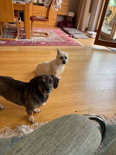 Mischlinge raten - Rätselspaß-Beitrag-Bild