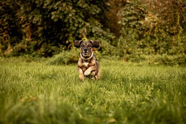 eure Spitznamen für die Vierbeiner-Beitrag-Bild