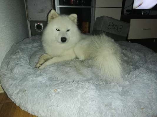 Samojede-Beitrag-Bild