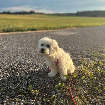 Hundetreffen-Hunde zum Sozialisieren von Luna-Bild