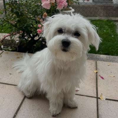 Hundetreffen-Hunde zum Sozialisieren von Luna-Bild