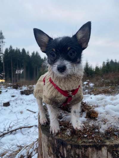 Hundetreffen-Welpen/ Kleinhunde spiel-Bild