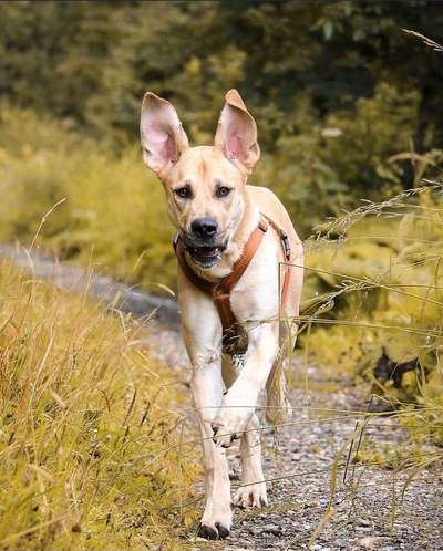 Challenge Nr. 16         Dynamik - Dein Hund in Bewegung-Beitrag-Bild