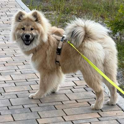 Hundetreffen-Spazieren, Spielen, Sozialisieren (Junghund)-Bild