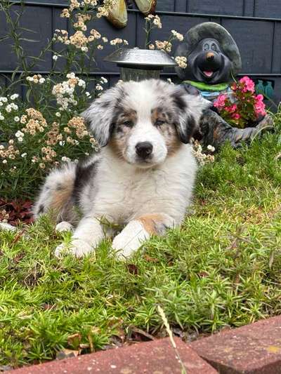 Hundetreffen-Welpen treffen in hamm gesucht-Bild