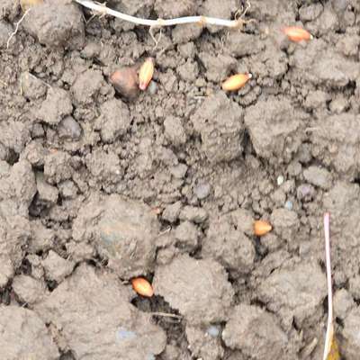 Giftköder-Giftkörner am Feldrand-Bild