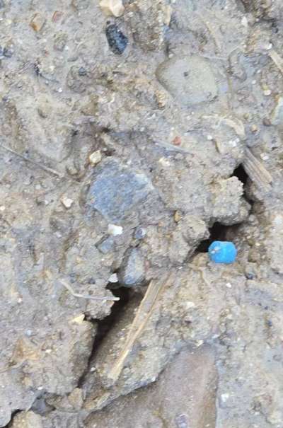 Giftköder-!Rattengift auf Feld und Weg!-Bild