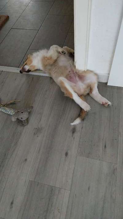 Dogorama Photo Challenge - Zeigt her eure Bäuche-Beitrag-Bild