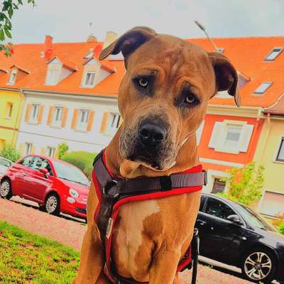 Hundetreffen-Gemeinsam Gassi gehen/ spielen oder trainieren-Bild