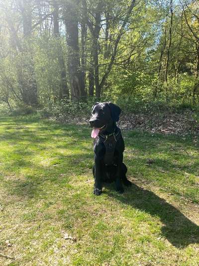 Hundetreffen-Spielen und Toben-Bild