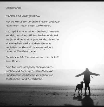 Unsere Fellnasen im Regenbogenland-Beitrag-Bild