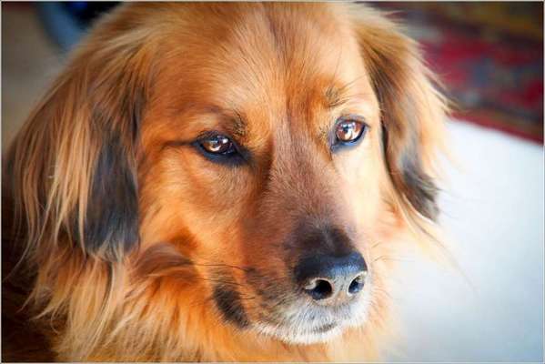 Unsere Fellnasen im Regenbogenland-Beitrag-Bild
