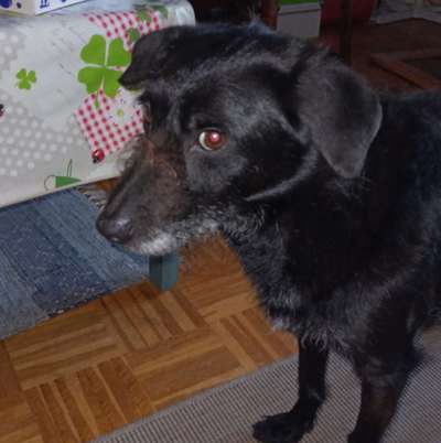 Wo sind die Mischlinge?-Beitrag-Bild