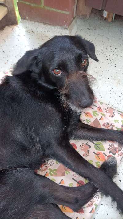 TierschutzhundeStammtisch🐕-Beitrag-Bild