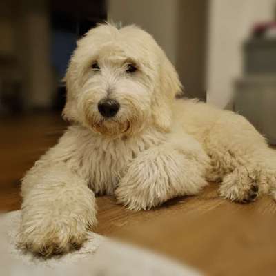 Goldendoodle-Beitrag-Bild