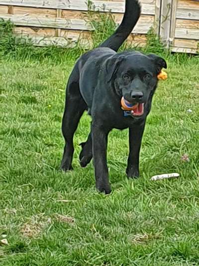 Aussiedors oder Leopard Labrador Gruppe-Beitrag-Bild