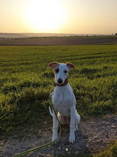 Windhunde - Treffen der besonderen Schönheiten
HERZLICH WILLKOMMEN-Beitrag-Bild