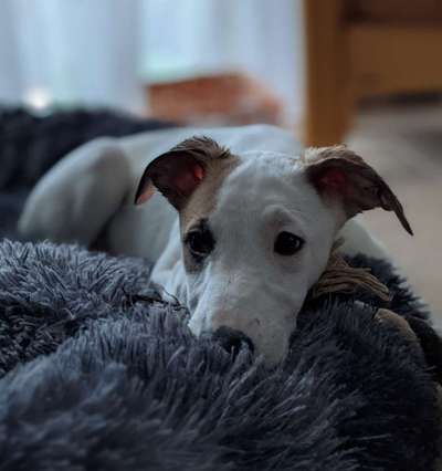 Whippet-Beitrag-Bild