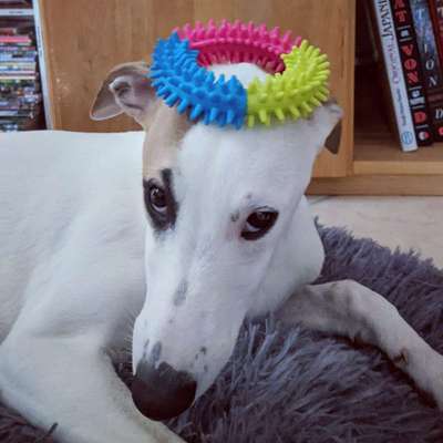 Windhunde - Treffen der besonderen Schönheiten
HERZLICH WILLKOMMEN-Beitrag-Bild