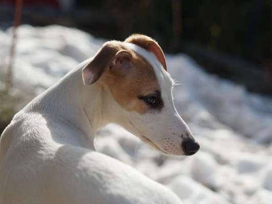 Whippet-Beitrag-Bild