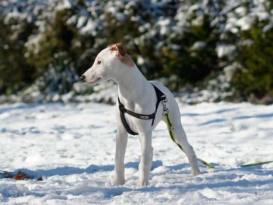 Whippet-Beitrag-Bild
