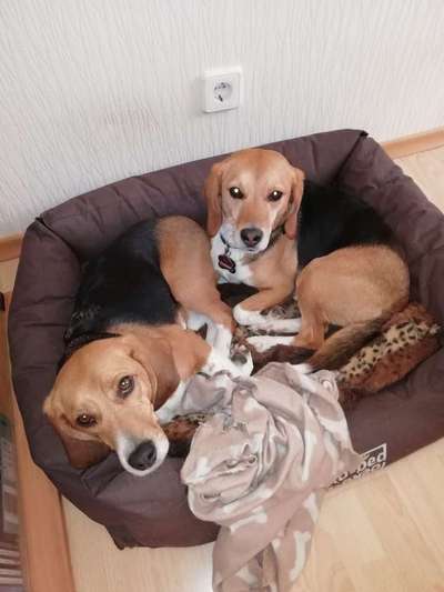 Gibt es hier Beagle in der Gruppe?-Beitrag-Bild