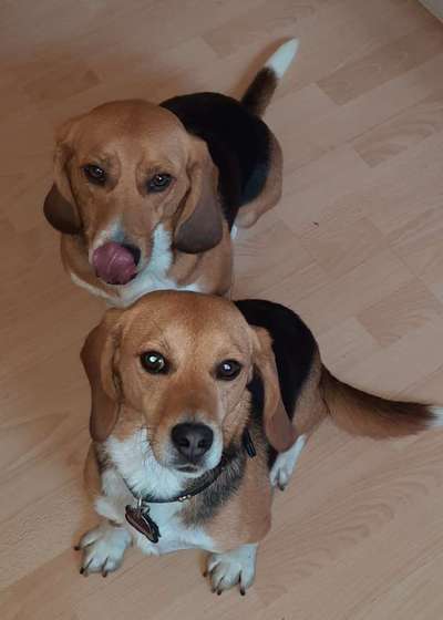 Bettel Blicke-Beitrag-Bild