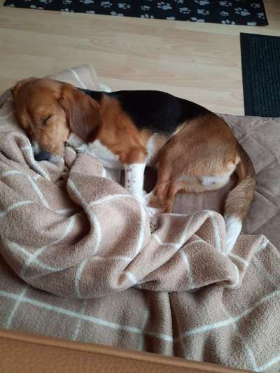 Nest bauen/ sich bequem machen-Beitrag-Bild