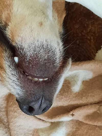 Zeigt mir die tollste Nahaufnahme von eurer Fellnase-Beitrag-Bild