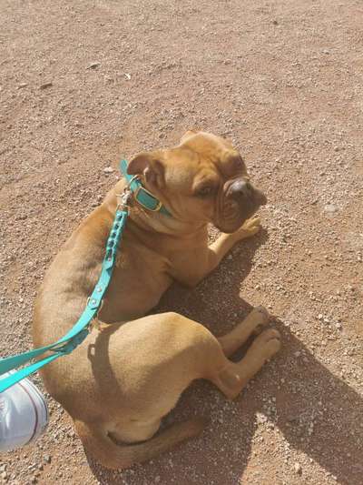 Olde English Bulldogge-Beitrag-Bild